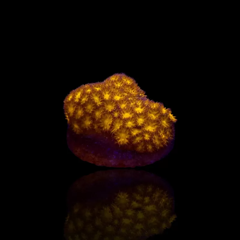Leptastrea Oranje Leptastrea Oranje