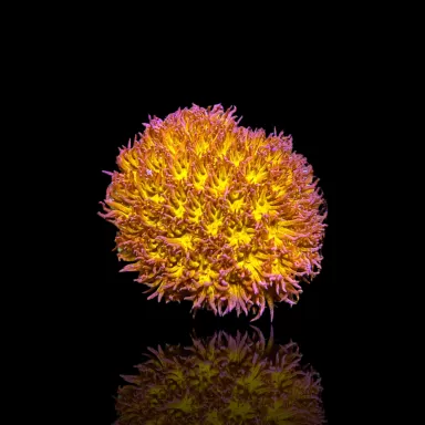 Leptastrea Orange Leptastrea Orange