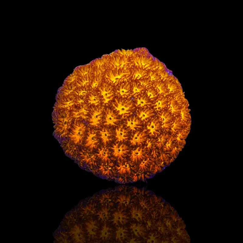 Leptastrea Oranje Leptastrea Oranje