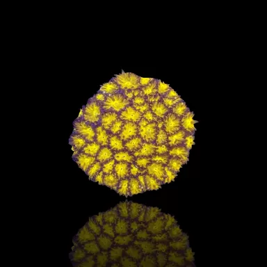 Leptastrea Yellow kaufen? | Corlandfishstore
