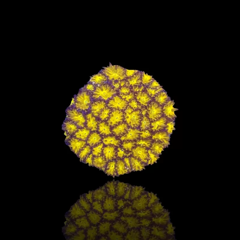 Leptastrea Yellow kaufen? | Corlandfishstore Leptastrea Yellow kaufen? | Corlandfishstore