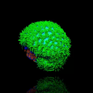 Acheter Leptastrea sp. vert ? | Coralandfishstore