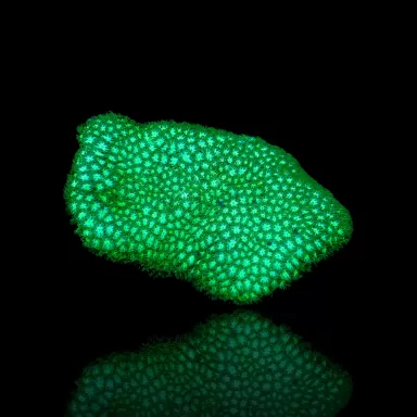 Acheter Leptastrea sp. vert ? | Coralandfishstore