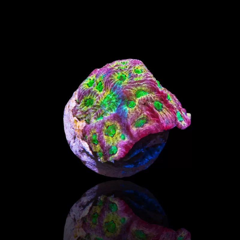 Kaufen Sie Favites sp Red M-Größe | Coralandfishstore.nl Kaufen Sie Favites sp Red M-Größe | Coralandfishstore.nl