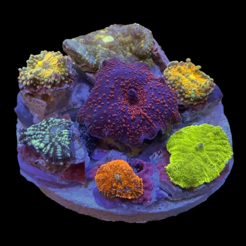 Kaufen Sie Mushroom Garden Exotic | Coralandfishstore.nl Kaufen Sie Mushroom Garden Exotic | Coralandfishstore.nl