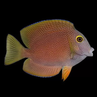 Ctenochaetus Truncatus (M) |Coralandfishstore.nl