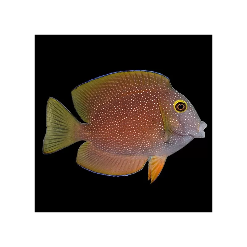 Ctenochaetus Truncatus (M) |Coralandfishstore.nl Ctenochaetus Truncatus (M) |Coralandfishstore.nl