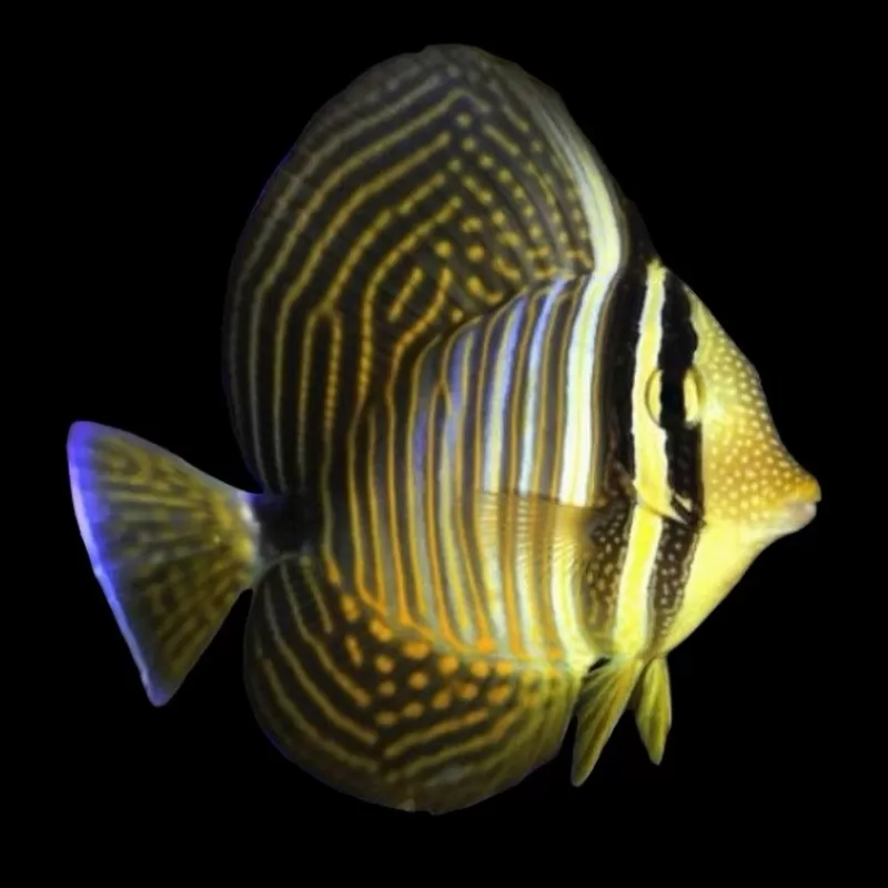 Der Zebrasoma desjardinii oder Gestreifter Segelflossen-Doktorfisch: Der Zebrasoma desjardinii oder Gestreifter Segelflossen-Doktorfisch: