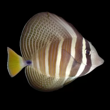 Zebrasoma veliferum| Coralandfishstore.nl