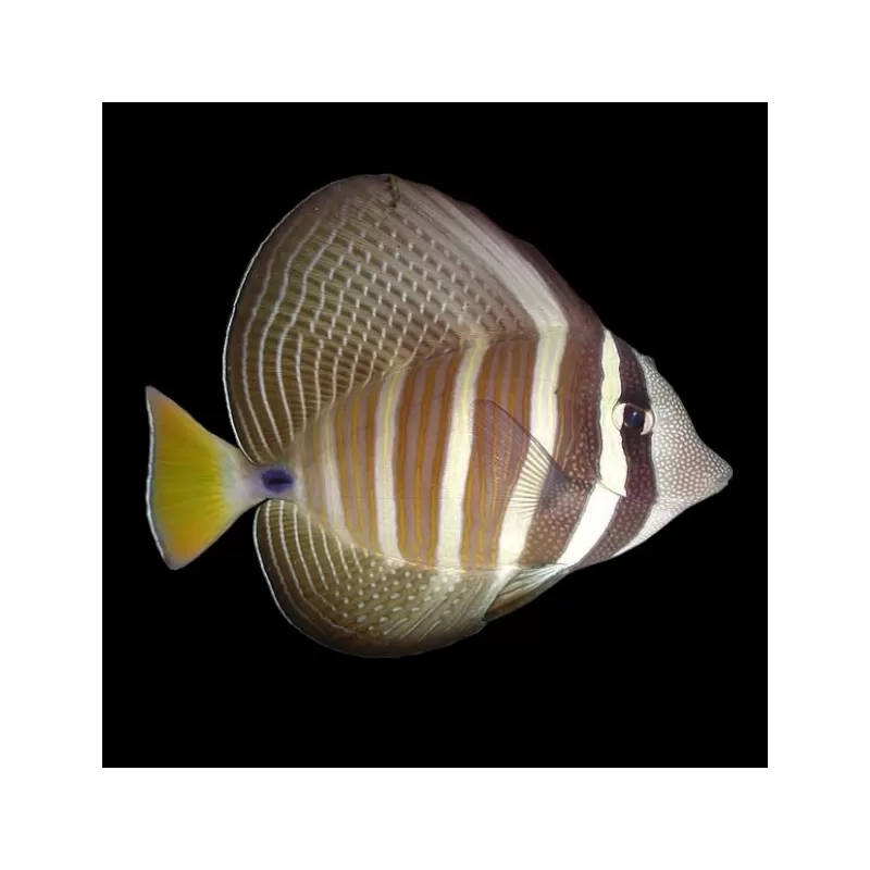 Zebrasoma veliferum| Coralandfishstore.nl Zebrasoma veliferum| Coralandfishstore.nl