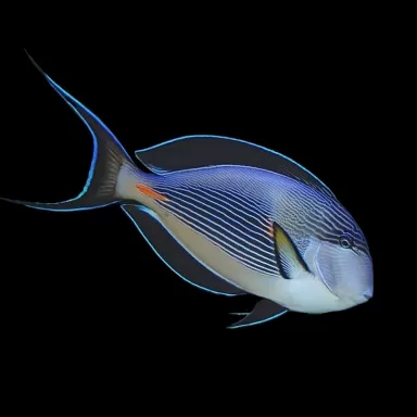 Acanthurus Sohal kaufen? | Coralandfishstore.nl