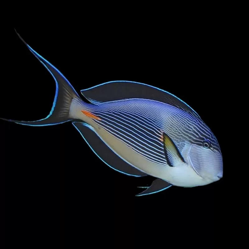 Acanthurus Sohal kaufen? | Coralandfishstore.nl Acanthurus Sohal kaufen? | Coralandfishstore.nl