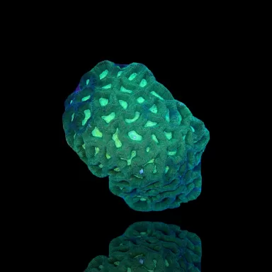 Kaufen Sie Favites Grün S-Größe | Coralandfishstore.nl