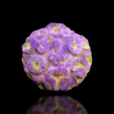 Möchten Sie Barabattoia kaufen? | Corallandfishstore