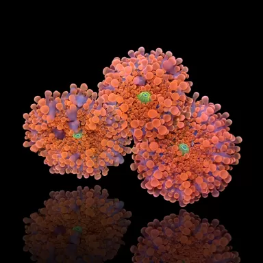 Ricordea Yuma Orangerot mit grünem Herzen kaufen | Coralandfishstore.nl