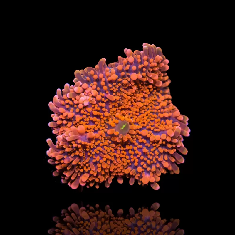 Ricordea Yuma Orangerot mit grünem Herzen kaufen | Coralandfishstore.nl Ricordea Yuma Orangerot mit grünem Herzen kaufen | Coralandfishstore.nl