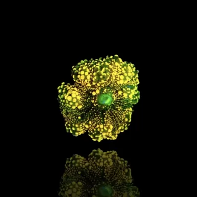 Ricordea Yuma gelb/gold kaufen | Coralandfishstore.nl