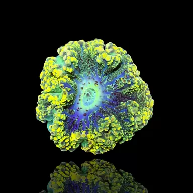 Ricordea Yuma gelb/gold kaufen | Coralandfishstore.nl