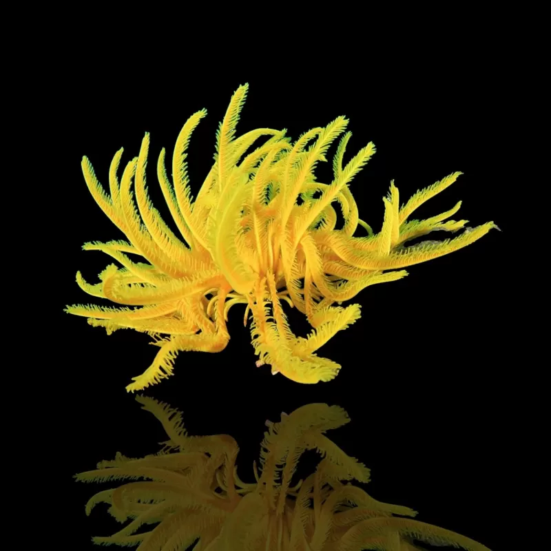 Comanthus sp. Grün/Gelb | Coralandfishstore.nl Comanthus sp. Grün/Gelb | Coralandfishstore.nl