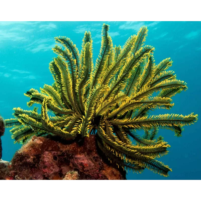 Comanthus sp. Grün/Gelb | Coralandfishstore.nl Comanthus sp. Grün/Gelb | Coralandfishstore.nl