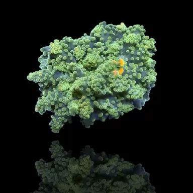 Euphyllia Yaeyamaensis sp. kaufen ? | Corallandfishstore