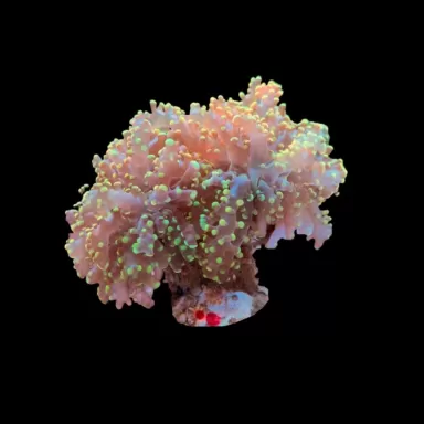 Euphyllia Yaeyamaensis sp. kaufen ? | Corallandfishstore