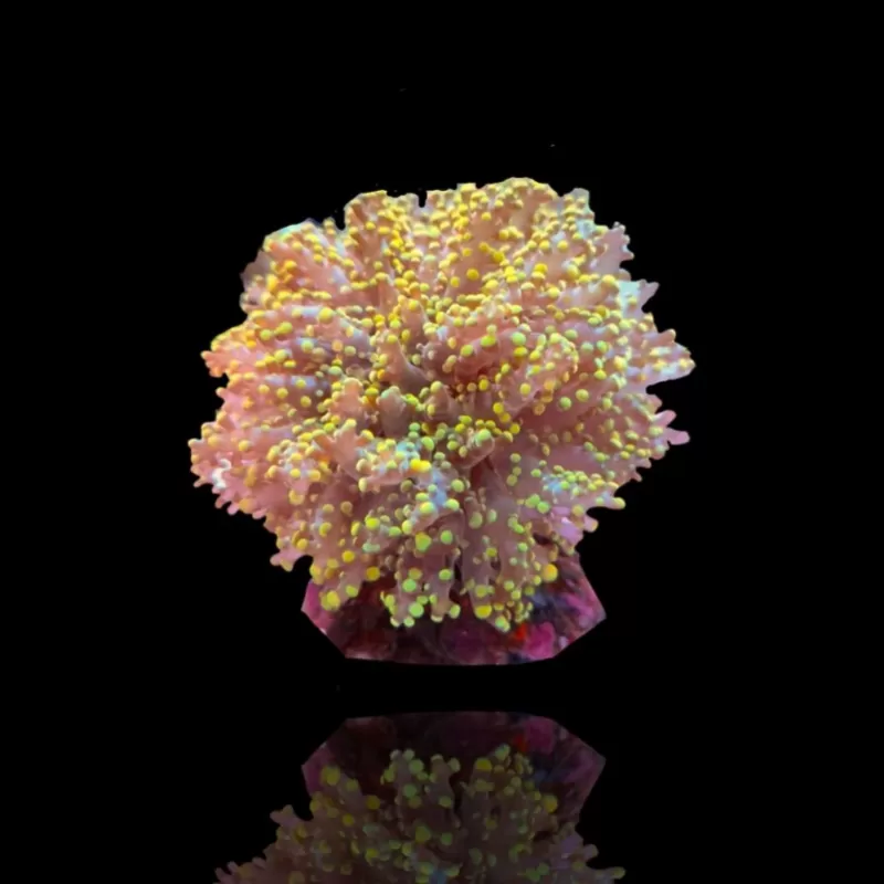 Euphyllia Yaeyamaensis sp. kaufen ? | Corallandfishstore Euphyllia Yaeyamaensis sp. kaufen ? | Corallandfishstore