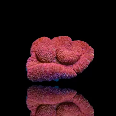 Achetez Lobophyllia sp. Red Australia | Coralandfishstore.nl