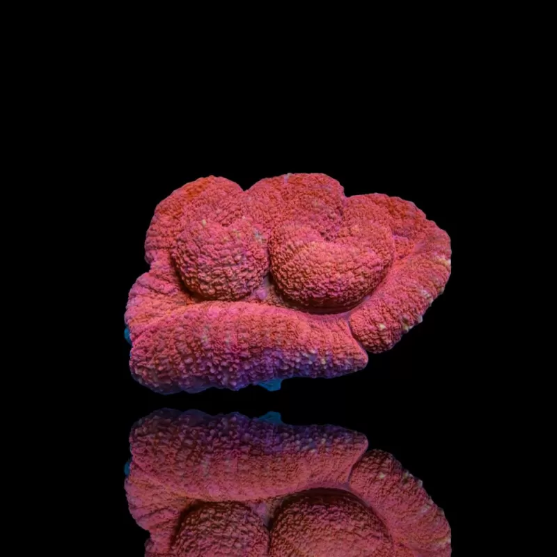 Kaufen Sie Lobophyllia sp. Red Australia | Coralandfishstore.nl Kaufen Sie Lobophyllia sp. Red Australia | Coralandfishstore.nl