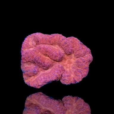 Achetez Lobophyllia sp. Red Australia | Coralandfishstore.nl