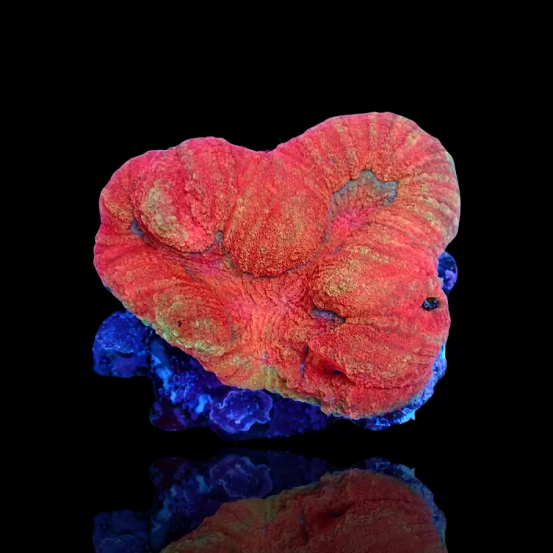 Lobophyllia sp. Ultra Red Australië