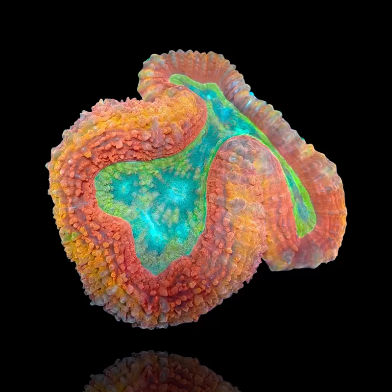 Lobophyllia sp. Möchten Sie Red Australia kaufen? | Coralandfishstore.nl Lobophyllia sp. Möchten Sie Red Australia kaufen? | Coralandfishstore.nl