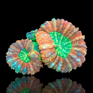 Lobophyllia sp. Red Australië kopen? | Coralandfishstore.nl