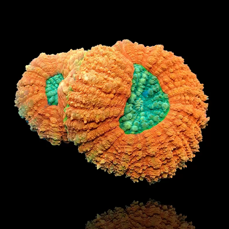 Lobophyllia sp. Möchten Sie Red Australia kaufen? | Coralandfishstore.nl Lobophyllia sp. Möchten Sie Red Australia kaufen? | Coralandfishstore.nl