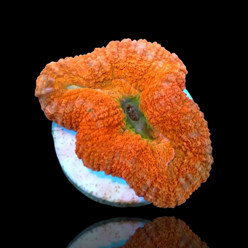 Lobophyllia sp. Möchten Sie Red Australia kaufen? | Coralandfishstore.nl Lobophyllia sp. Möchten Sie Red Australia kaufen? | Coralandfishstore.nl