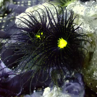 Cerianthus sp black fluor green Heart Vietnam kopen? Coralandfishstore