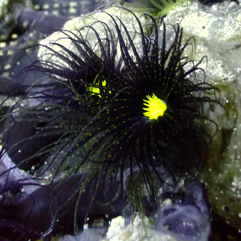 Cerianthus sp black fluor green Heart Vietnam kopen? Coralandfishstore Cerianthus sp black fluor green Heart Vietnam kopen? Coralandfishstore