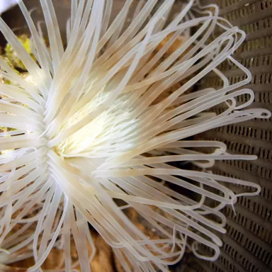 Cerianthus Membranaceus White bestellen ? l Coralandfishstore.nl