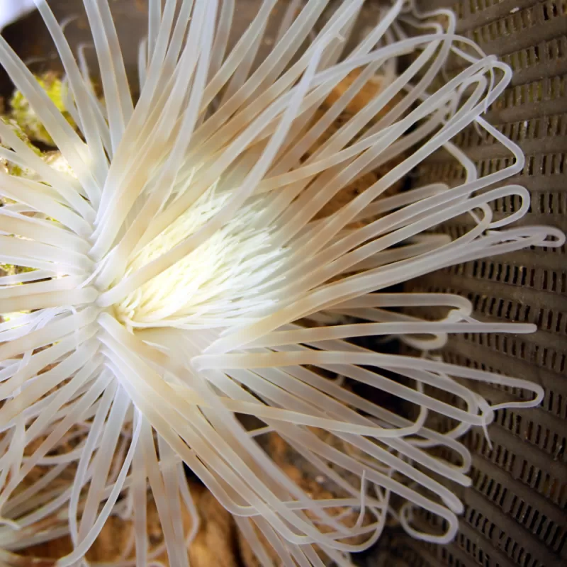 Cerianthus Membranaceus White L-Size