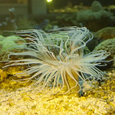 Cerianthus Membranaceus White bestellen ? l Coralandfishstore.nl
