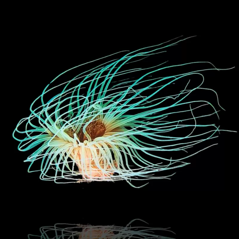 Cerianthus Membranaceus Weiß L-Größe