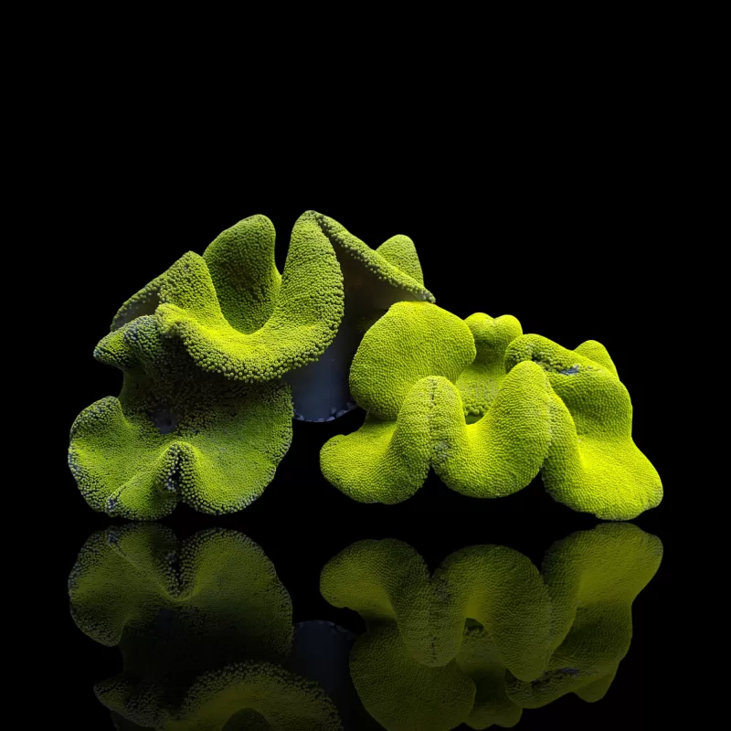 Stichodactyla Gigantea Green Carpet Anemone