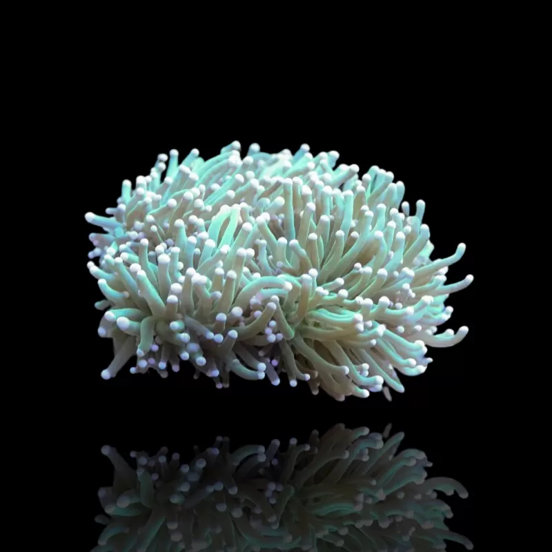 Euphyllia Glabrescens Groen / Licht groene tips kopen | Coralandfishstore.nl Euphyllia Glabrescens Groen / Licht groene tips kopen | Coralandfishstore.nl