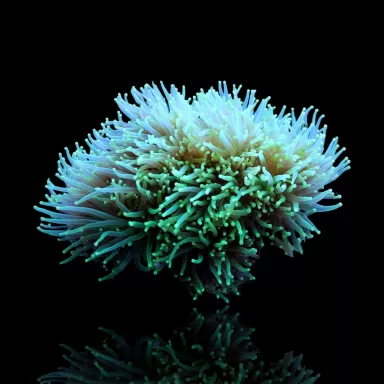 Achetez Euphyllia Glabrescens vert/pointes vert clair | Coralandfishstore.nl