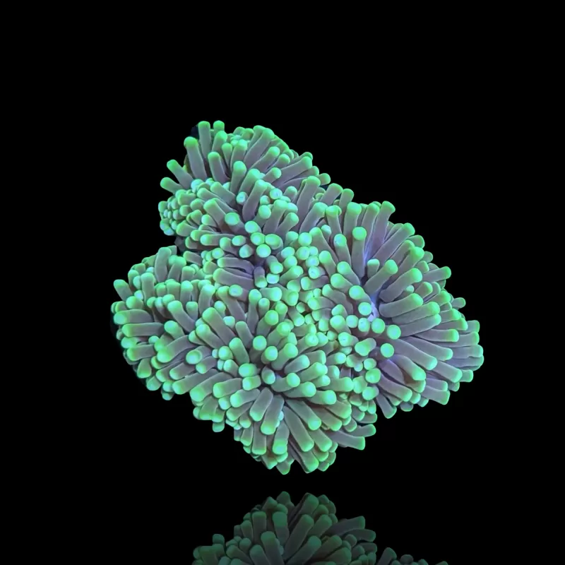 Euphyllia glabrescens Grün/Gelbe Spitzen – pro Kopf kaufen | Coralandfishstore.nl Euphyllia glabrescens Grün/Gelbe Spitzen – pro Kopf kaufen | Coralandfishstore.nl