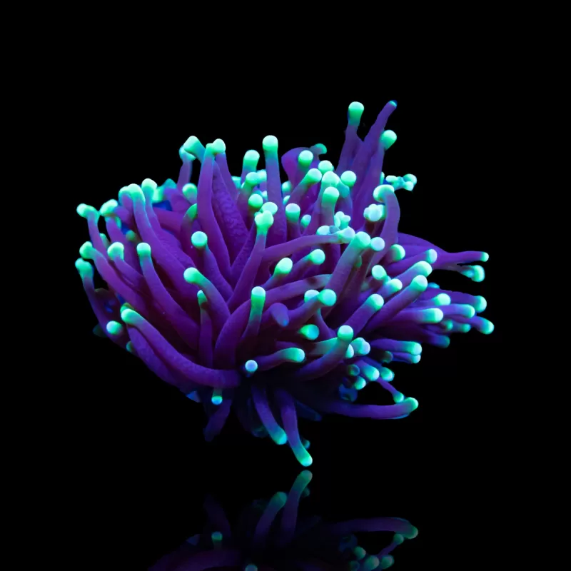Kaufen Sie Euphyllia Glabrescens Black Torch | Coralandfishstore.nl Kaufen Sie Euphyllia Glabrescens Black Torch | Coralandfishstore.nl
