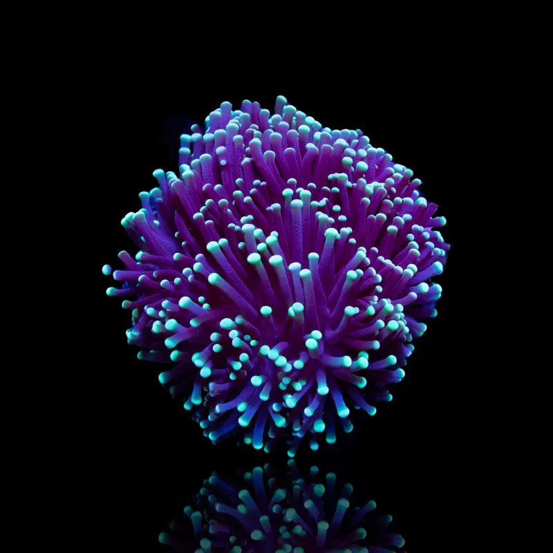 Kaufen Sie Euphyllia Glabrescens Black Torch | Coralandfishstore.nl Kaufen Sie Euphyllia Glabrescens Black Torch | Coralandfishstore.nl
