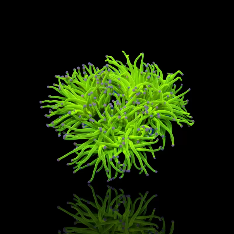 Achetez Euphyllia Glabrescens TOD Torch | Coralandfishstore.nl Achetez Euphyllia Glabrescens TOD Torch | Coralandfishstore.nl