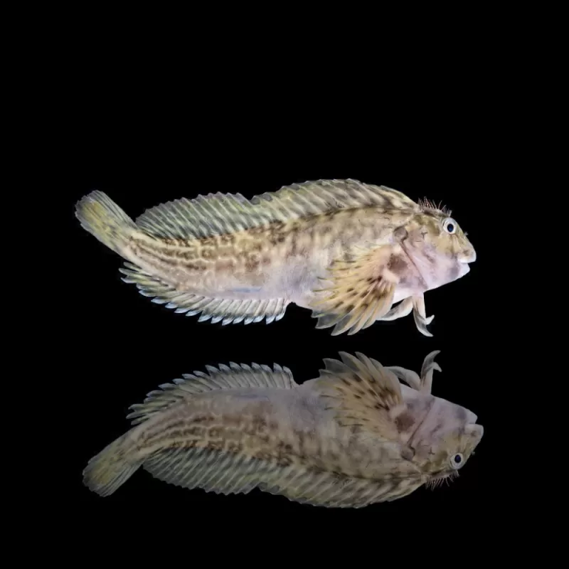 Scartella cristata