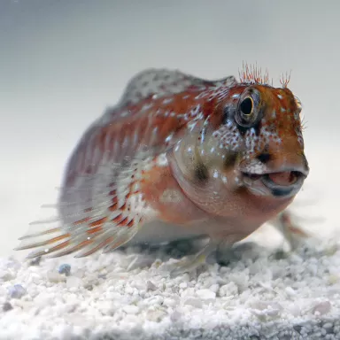 Möchten Sie Scartella cristata - Molly Miller Blenny kaufen? Corallandfishstore